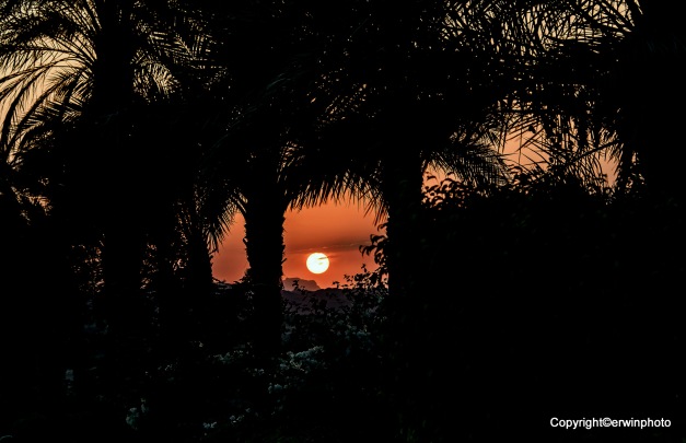 die Sonne geht zwischen den Palmen in der Wüste unter