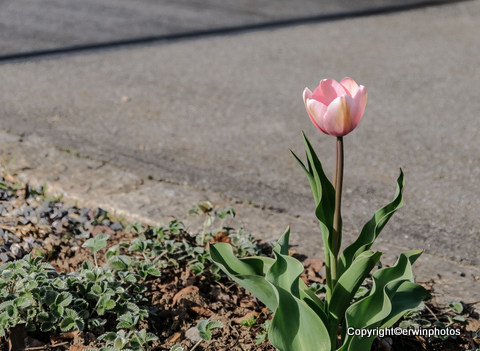 rosa Tulpe am Wegrand